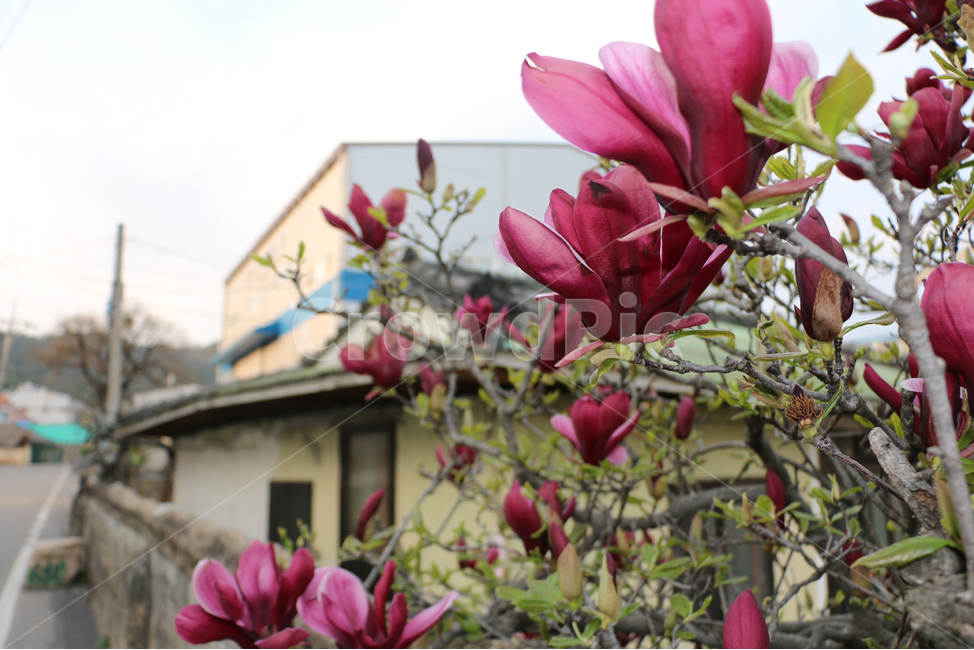 자목련,자목련꽃,꽃,봄꽃,봄,flower,자연,nature,식물,자연,plants,nature,꽃,flower