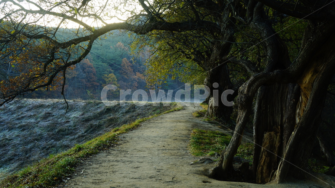 treetrunk,plant,loneliness,외로움,쓸쓸함,나무,고목나무,자연,풍경,nature,landscape,나무,trees,wood