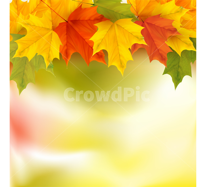 단풍,가을,fall,배경,background,가을,계절,fall,autumn,season,식물,자연,plants,nature,leaf,잎,plant,tree,나무