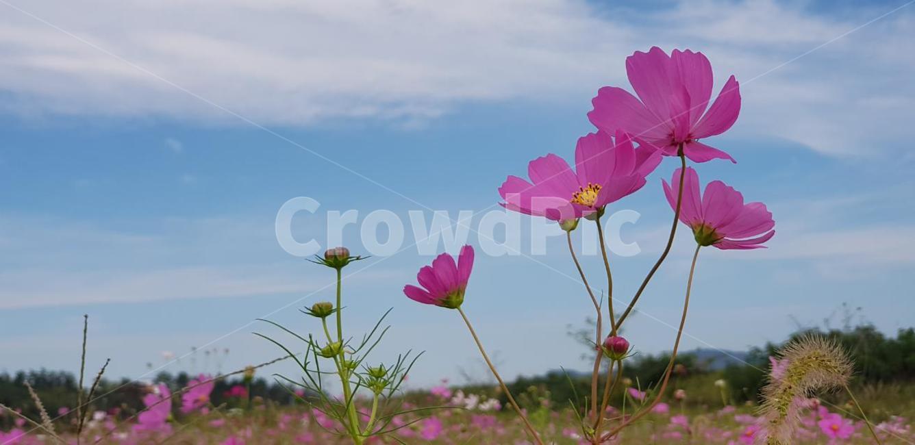 가을,코스모스,꽃,식물,자연,계절,붉은색,핑크,순수,감성,cosmos,red,pink,fall,nature,autumn,green,white,하늘,구름,sky,가을,계절,fall,autumn,season,식물,자연,plants,nature,꽃,flower,geranium,제라늄,blossom,plant,petal,꽃잎