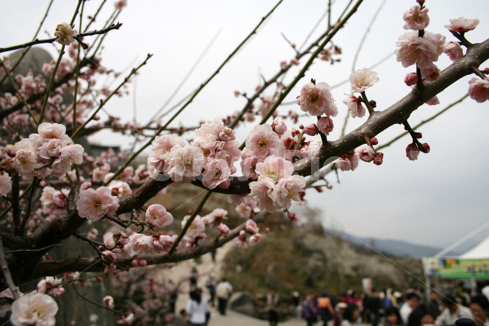 봄,봄날,매화,꽃,봄꽃,flower,spring,감성,봄,계절,spring,season,식물,자연,plants,nature,꽃,flower,plant,blossom