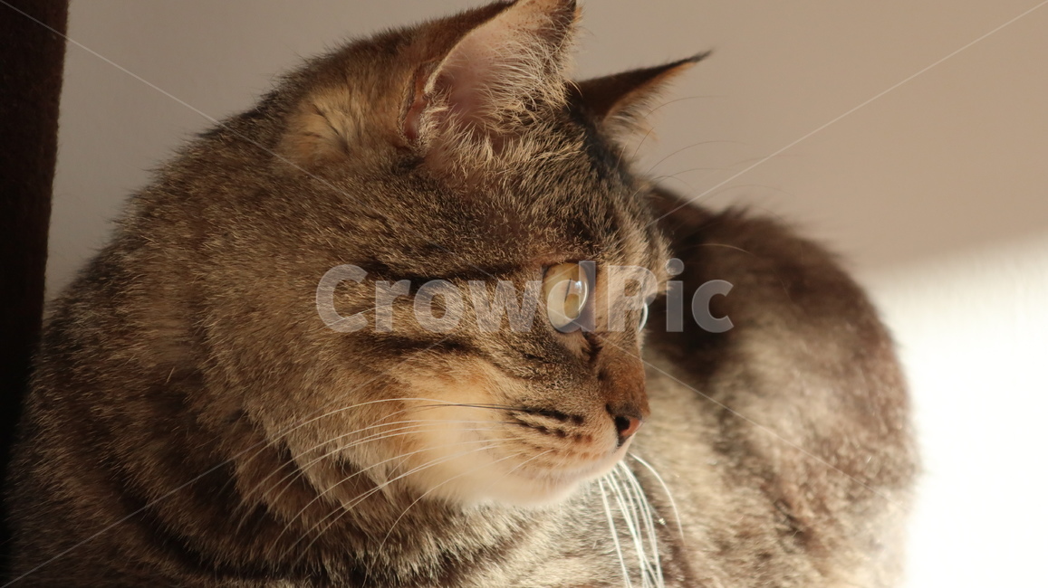 고양이,태비고양이,고등어줄무늬,태비줄무늬,검은고양이,귀여운,포유류,동물,pet,animal,mammal,반려동물,애완동물,반려묘,집고양이,cat,kitty,kitten,아기고양이,동물,animal,포유류,mammal,고양이,cat,kitten,kitty