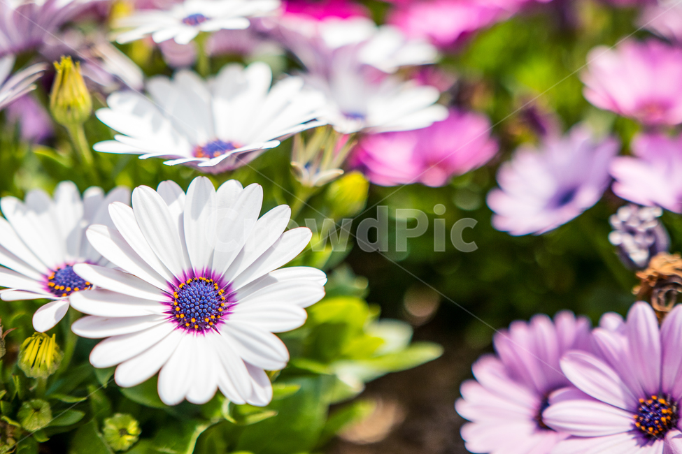 spring,shastadaisy,dimorphotheca,Dimorphotheca,Shasta Daisy,daisy,flower