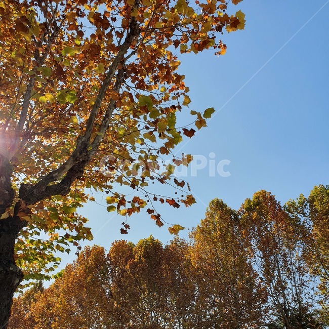 plant,식물,tree,나무,treetrunk,나무줄기,light,빛,flare,플레어,하늘,맑은하늘,가을,가을하늘,단풍,단풍나무,풍경,자연,감성,가을,계절,fall,autumn,season,식물,자연,plants,nature