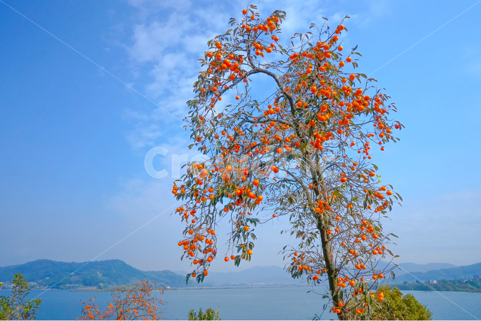 감,감나무,홍시,호수,산,가을,열매,과일,계절,식물,자연,plants,nature,나무,trees,wood,과일,열매,fruit
