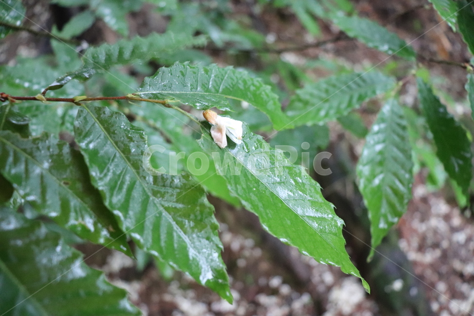 비,비오는날,잎,나뭇잎,장마,자연,풀,초록,초록색,식물,자연,plants,nature