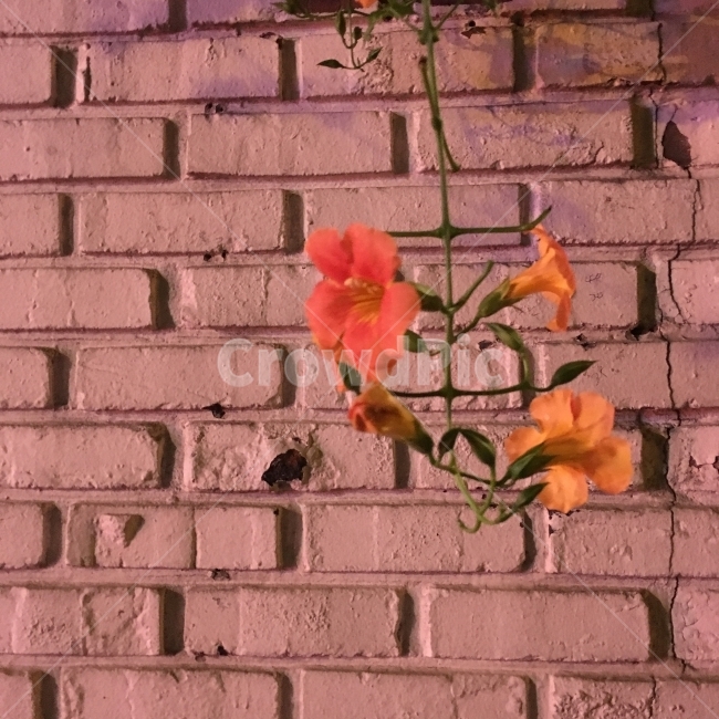 flower,꽃,능소화,산책,벽돌,식물,자연,plants,nature,꽃,flower