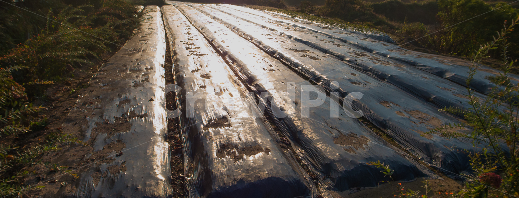 밭,농사,비닐,농업용,밭이랑,밭고랑,농업,산업,industry,industrial,농업,농사,agriculture,farming,farming industry