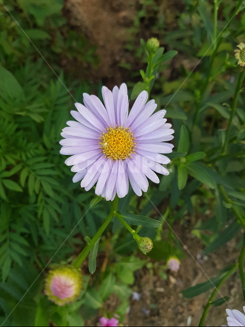 꽃,이쁜,식물,자연,플라워