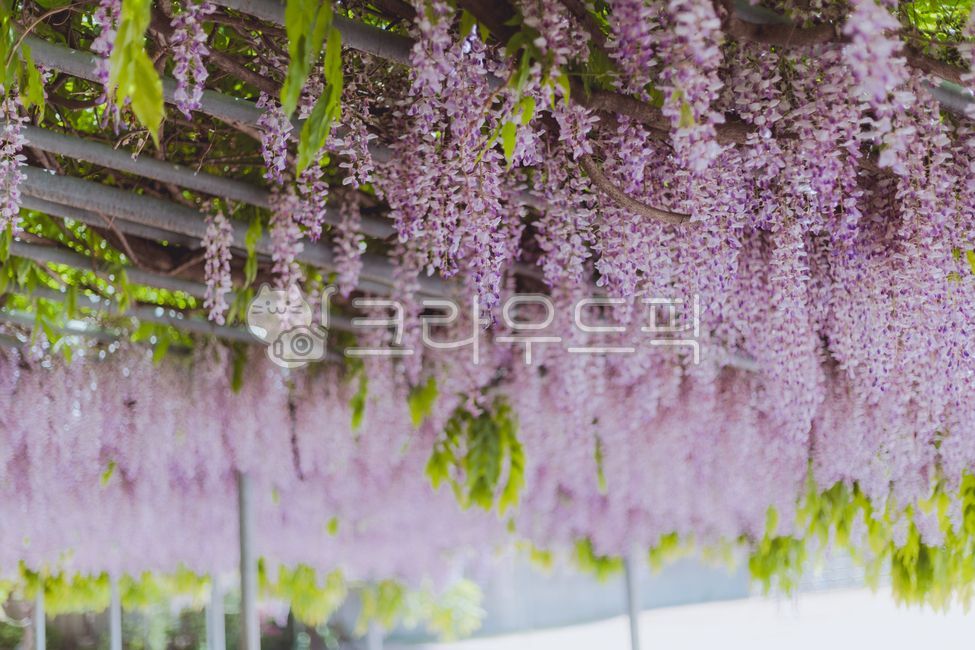 purple flower,rattan,purple,Rattan bench,wisteria flower,flower