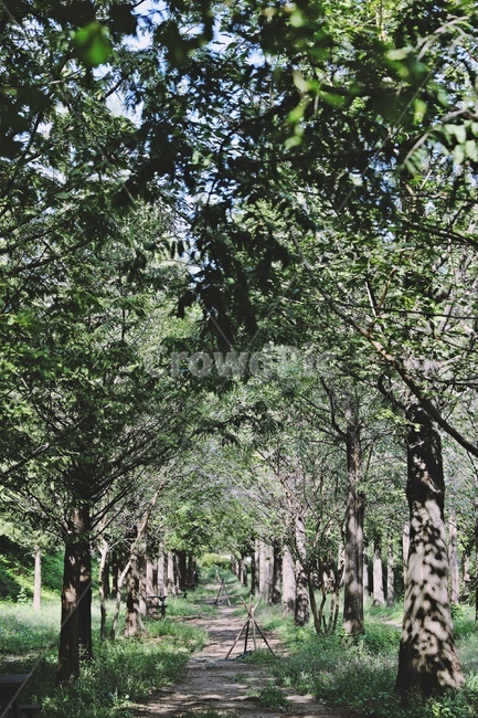 산책로,나무,메타세콰이어,자연,nature,trail,wood,tree,green,자연,풍경,nature,landscape,outdoors,옥외,garden,정원,arbour,정자,plant,식물