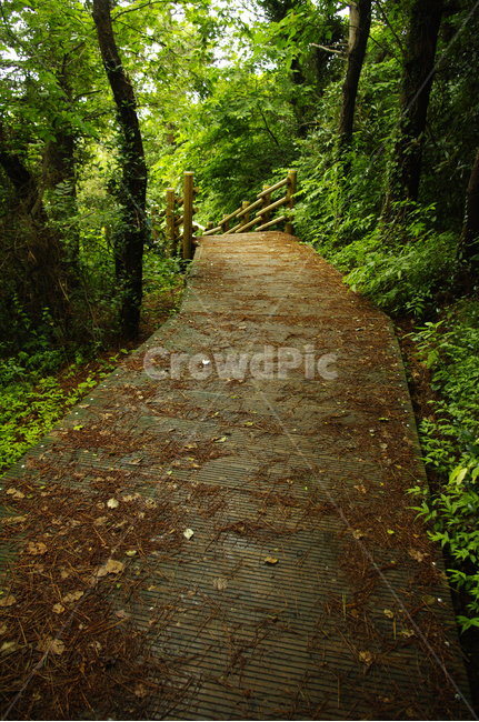길,나무,숲,제주,식물,자연,풍경,nature,landscape,path,통로,walkway,보도
