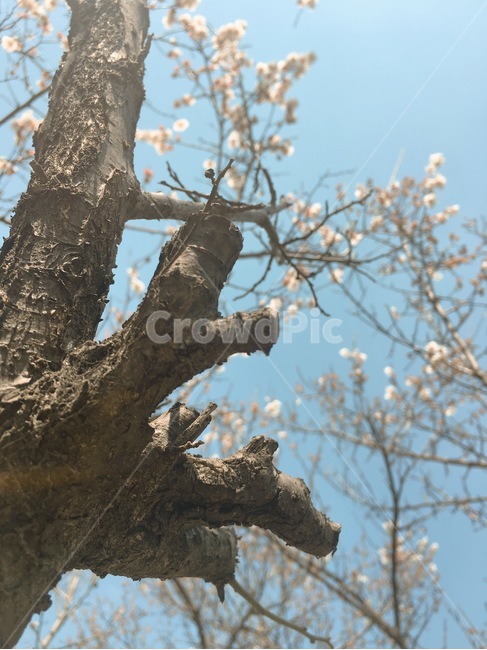나무,벚꽃,하늘,푸른,봄,봄,계절,spring,season,식물,자연,plants,nature,꽃,flower,나무,trees,wood,감성,sensible,feeling,plant,tree,tree trunk,나무 줄기