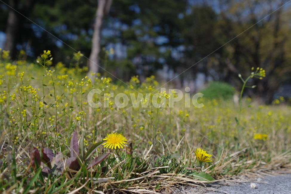 민들레,꽃,봄,자연,spring