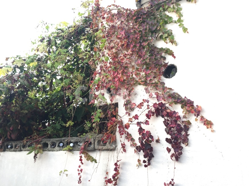 나무,잎,벽,배경,덩쿨,식물,자연,plants,nature
