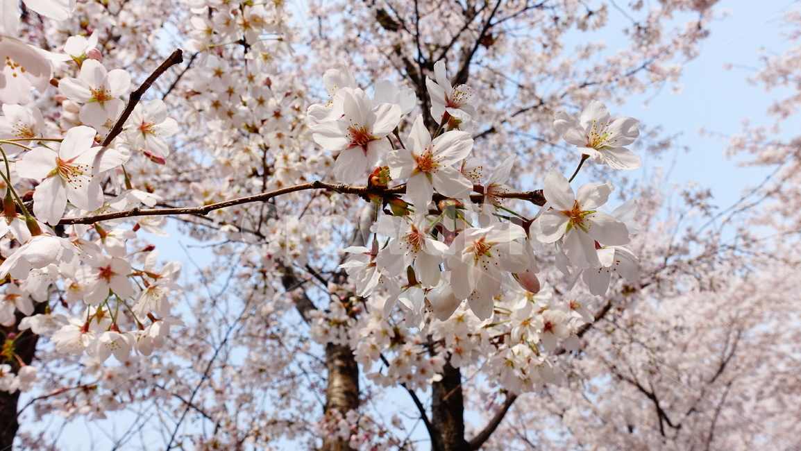 삼락강변,벚꽃,봄풍경,봄꽃,꽃,봄,계절,spring,season,식물,자연,plants,nature,꽃,flower,plant,blossom