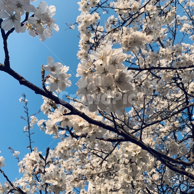 식물,꽃,벚꽃,만개한꽃,봄,하늘,flower,blossom,plant