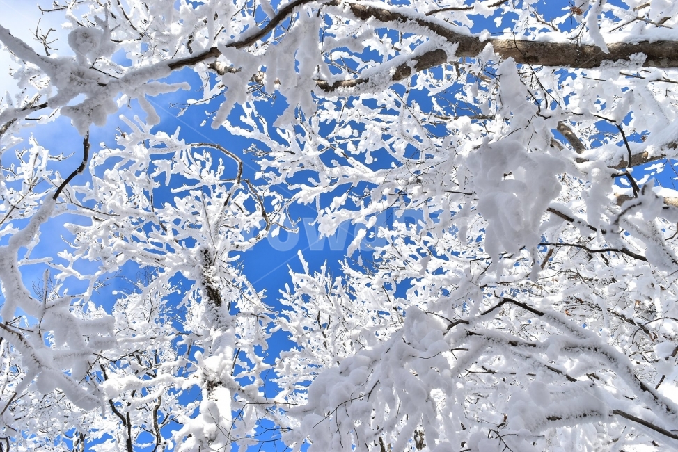 무등산,국립공원,풍경,힐링,산행,설경,상고대,서리꽃,서석대,입석대,안양산,백마능선,장불재,증심사,중봉,중머리재,천왕봉,지왕봉,Korea,National,Park,눈풍경,등산,주상절리,판타스틱,겨울왕국,겨울,지질공원,인왕봉,천지인,설국,2018년,1월,눈꽃,파란하늘,트레킹,winter,landscape,감성,아름다운,황홀한,장관,비경,선경,최고,사진,겨울,계절,winter,season,식물,자연,plants,nature,나무,trees,wood