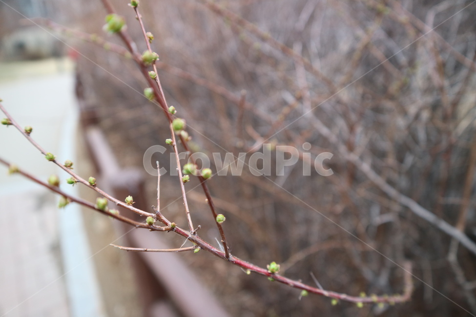 자연,봄,겨울,새싹,나무,새순,나뭇가지,봄,계절,spring,season,식물,자연,plants,nature,plant