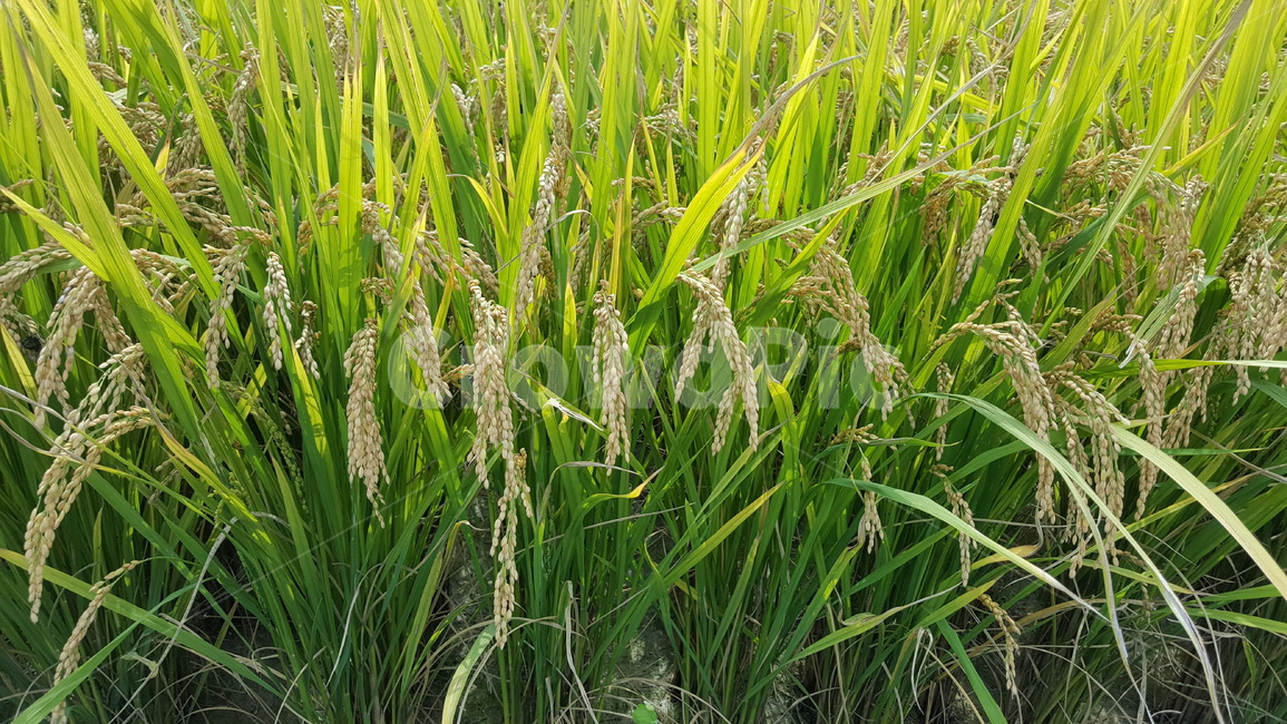 벼,쌀,가을,곡식,농사,논,밭,벼농사,농사계절,곡류,곡식,cereals,농업,농사,agriculture,farming,farming industry