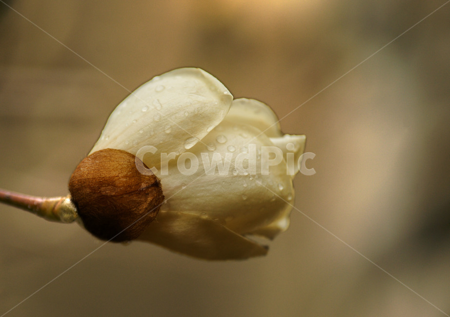 개화,물방울,시원함,목련,백색,고귀함,낙엽할엽교목,봄,계절,spring,season,식물,자연,plants,nature,꽃,flower,plant,blossom