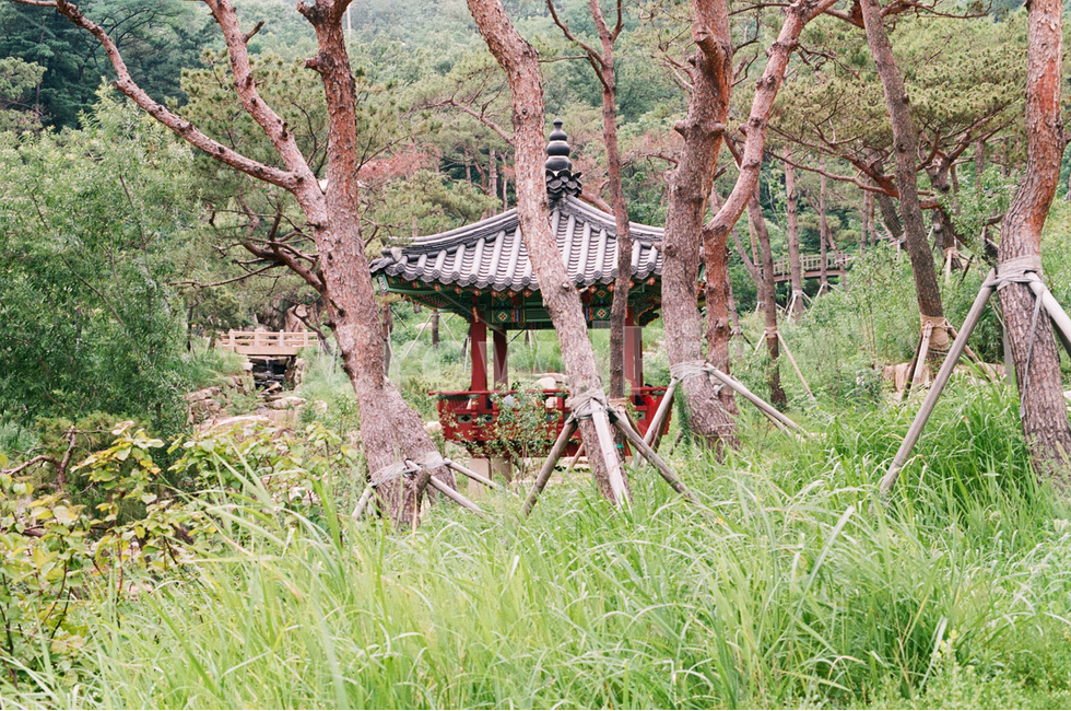 산,정자,쉼,여유,풍경,나무,숲길