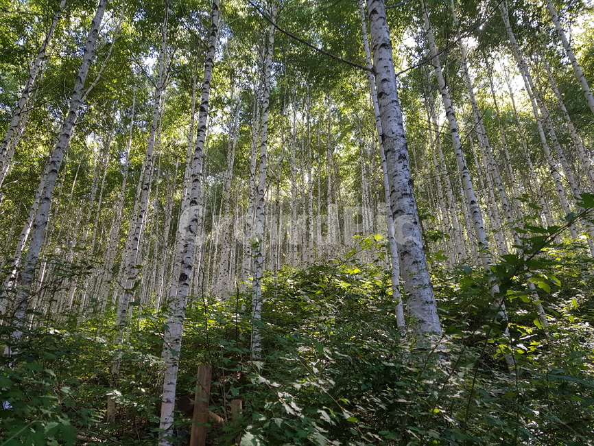 tree,나무,plant,식물,자작나무,숲,식물,자연,plants,nature,나무,trees,wood