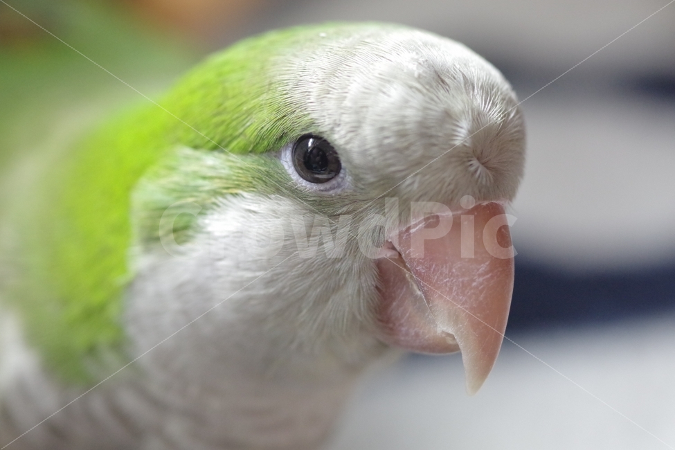 동물,새,앵무새,parrot,animal,bird,quaker,동물,animal,조류,새,birds