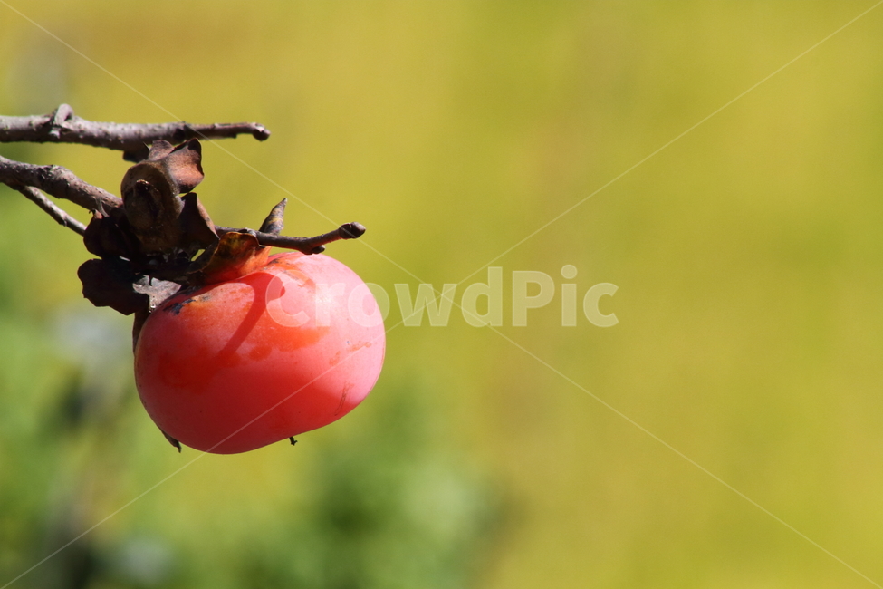 감,홍시,반시감,가을,persimmon,fruit,과일,열매,fruit