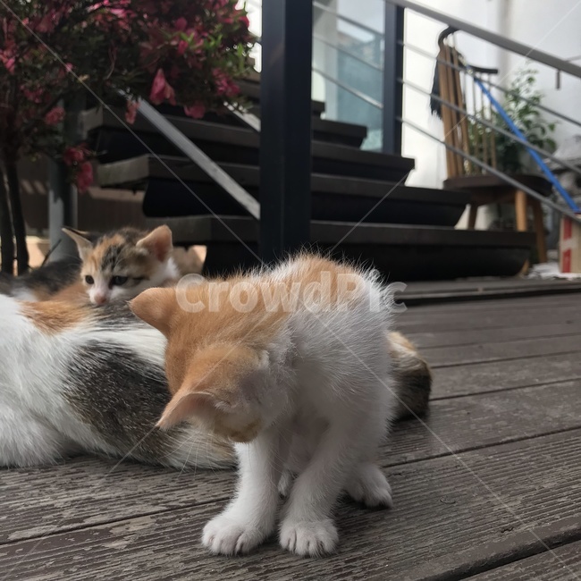 고양이,고양이가족,아기고양이,엄마고양이,길고양이,야생고양이