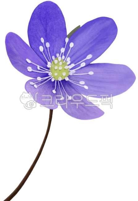 꽃,식물,일러스트,꽃일러스트,자연,그림,잎,꽃잎,디자인,오브젝트,일러스트레이션,그래픽,디자인소스,flower,노루귀꽃,보라색꽃