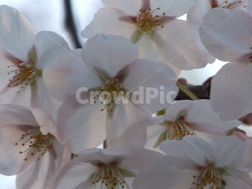벚꽃,꽃,식물,봄,꽃송이,봄,계절,spring,season,식물,자연,plants,nature,꽃,flower,plant