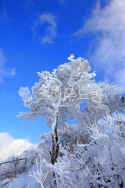설경,눈꽃,겨울,흰눈,하얀눈,추운,차가운,경치,나무,winter,하얀,tree,landscape,빙,ice,눈,snow,outdoors,자연,nature,white,scenery,감성,view,bluesky,겨울산,겨울배경,배경,아름다운,미,beautiful,beauty,파란하늘,구름,cloud,산,mountain
