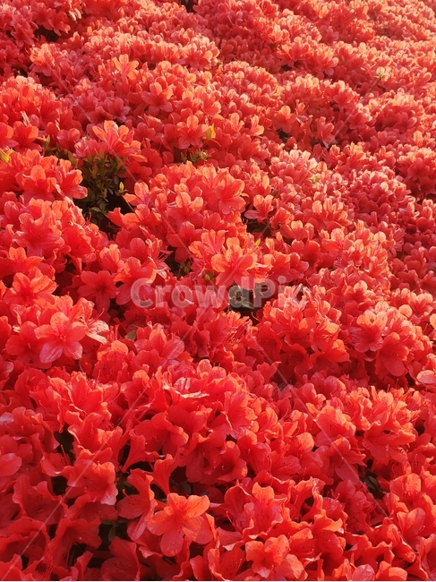 철쭉,붉은철쭉,아침철쭉,철쭉꽃,철쭉색감,식물,자연,plants,nature,꽃,flower