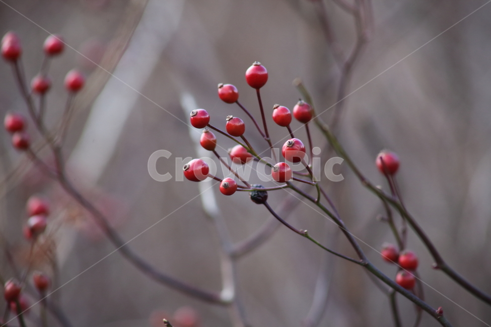 찔레,열매,식물,종자,multiflorarose,식물,자연,plants,nature,과일,열매,fruit