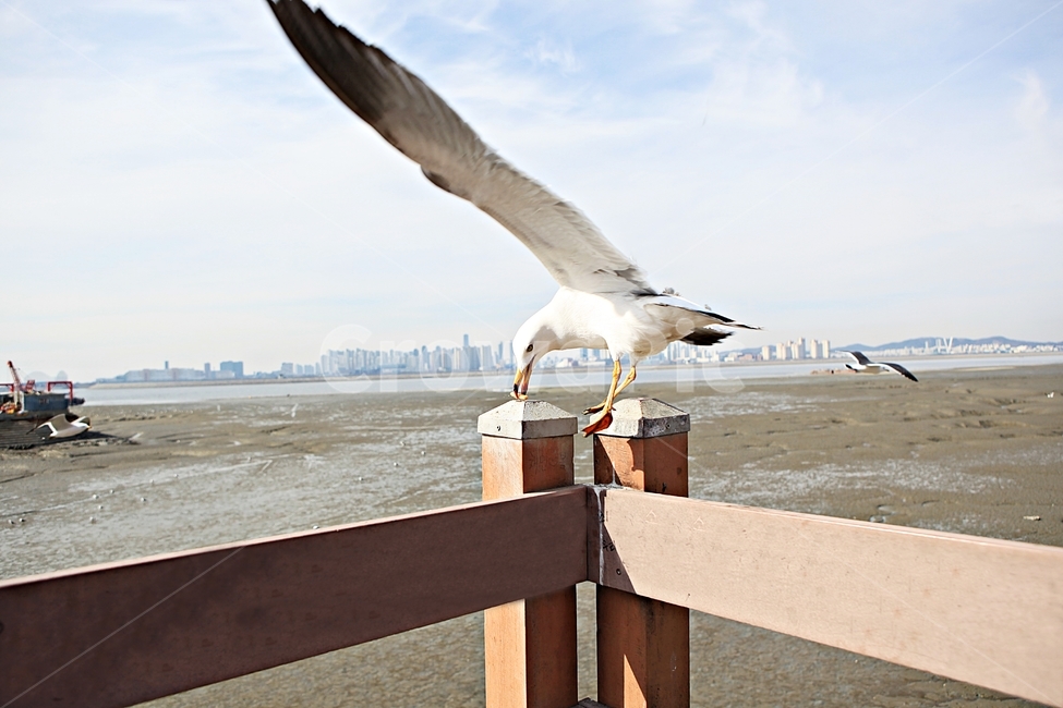 갈매기,조류,새,배경,자연,풍경,하늘,풍광,동물,animal,조류,새,birds