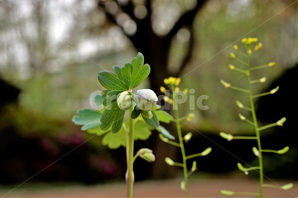 매발톱꽃,꽃,columbine,buds,leaves,beforeflowering,미나리아제비과,식물,자연,plants,nature,꽃,flower