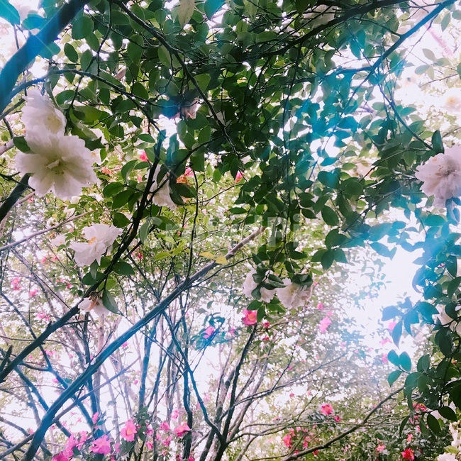 동백꽃,제주도,카멜리아힐,꽃,식물