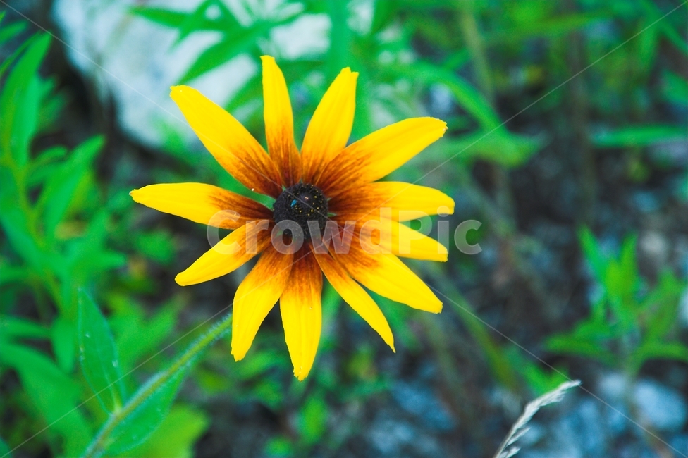 꽃,야생화,노란꽃,꽃망울,수풀,식물,자연,plants,nature,꽃,flower