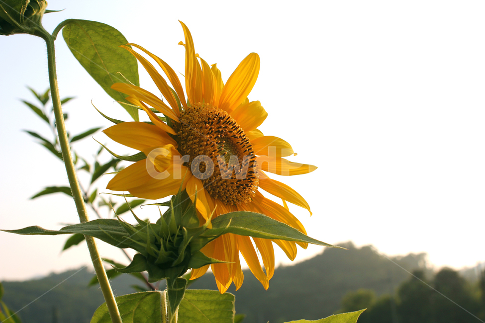 해바라기,해바라기꽃,꽃,노랑,노란색,하늘,자연,잎,식물,여름,blue,bright,field,flower,garden,green,landscape,leaf,natural,nobody,outdoor,plant,sky,summer,sun,sunflower,yellow,오후,식물,자연,plants,nature,꽃,flower