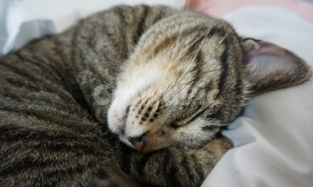 고양이,포근,자는모습,낮잠,따뜻,안락한,고등어,동물,포유류,cat,동물,animal,포유류,mammal,고양이,cat,kitten,kitty