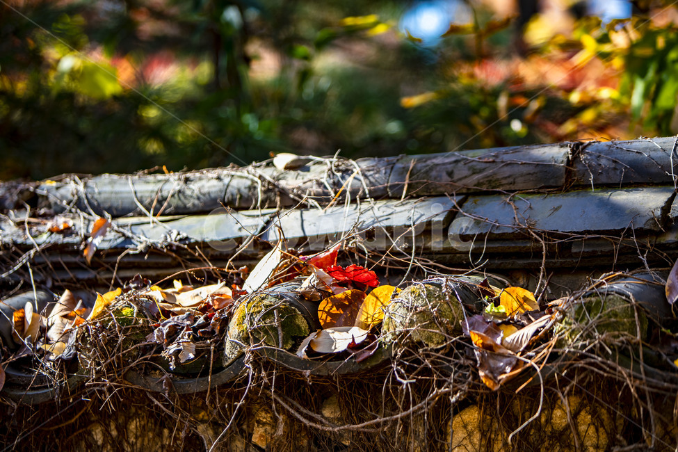 전통담장,가을,기와담장,낙엽,단풍,전통담벼락,한국의미,가을,계절,fall,autumn,season,한국전통,한국문화,korean traditional,korean culture