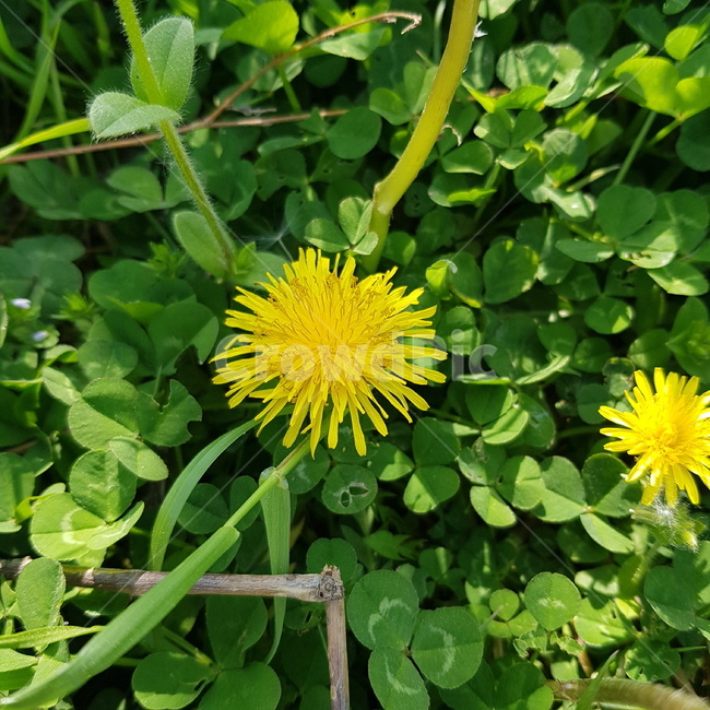 민들레,꽃,봄,녹색,노란색,들,초록