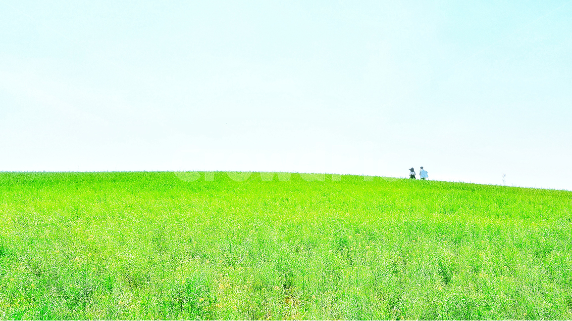 초원,녹색,연인,그린,들판,색감,분위기,풍경,언덕,nature,landscape,초록느낌,자연,휴식,힐링,사람,인물,커플,사랑,human,love,couple,배경이미지,하늘,청보리,sky,초록,자연,풍경,nature,landscape,field,들,outdoors,옥외,grassland,목초지