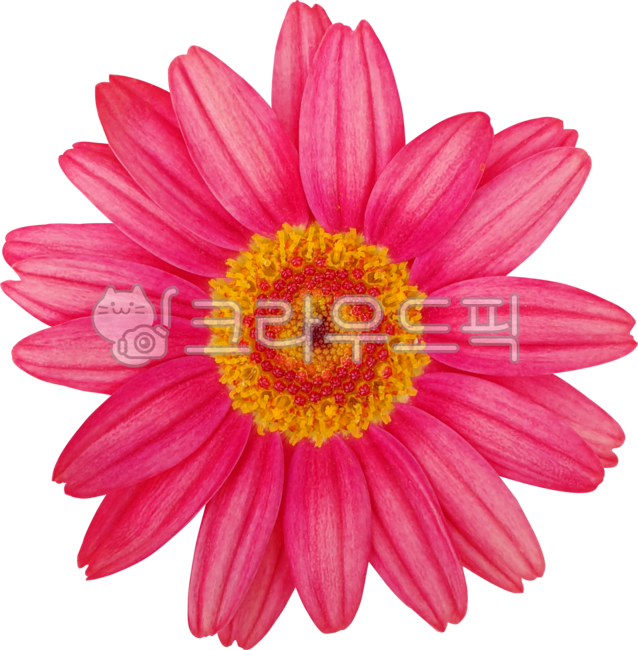flower,pink,daisy,chrysanthemum,marguerite,frutescens,margueritedaisy,parisdaisy,argyranthemum frutescens,chrysanthemum frutescens,blossom,spring,blooming,flower,plant,purple,petal,nature,summer,yellow,dahlia,wild flower