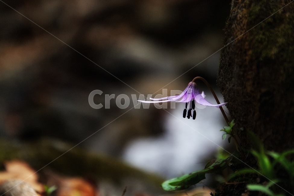 얼레지꽃사진,꽃사진,봄,묵언,성찰,좌선,참선,식물,자연,plants,nature,꽃,flower