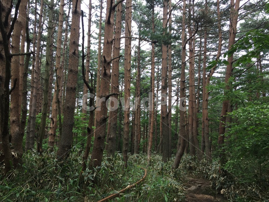 숲,소나무,소나무숲,자연,힐링,한라산,자연,풍경,nature,landscape,plant,식물,tree,나무,vegetation,초목,woodland,삼림지,forest,land,땅,outdoors,옥외