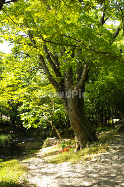 나무,잎,초록,빛,자연,식물,자연,plants,nature,나무,trees,wood