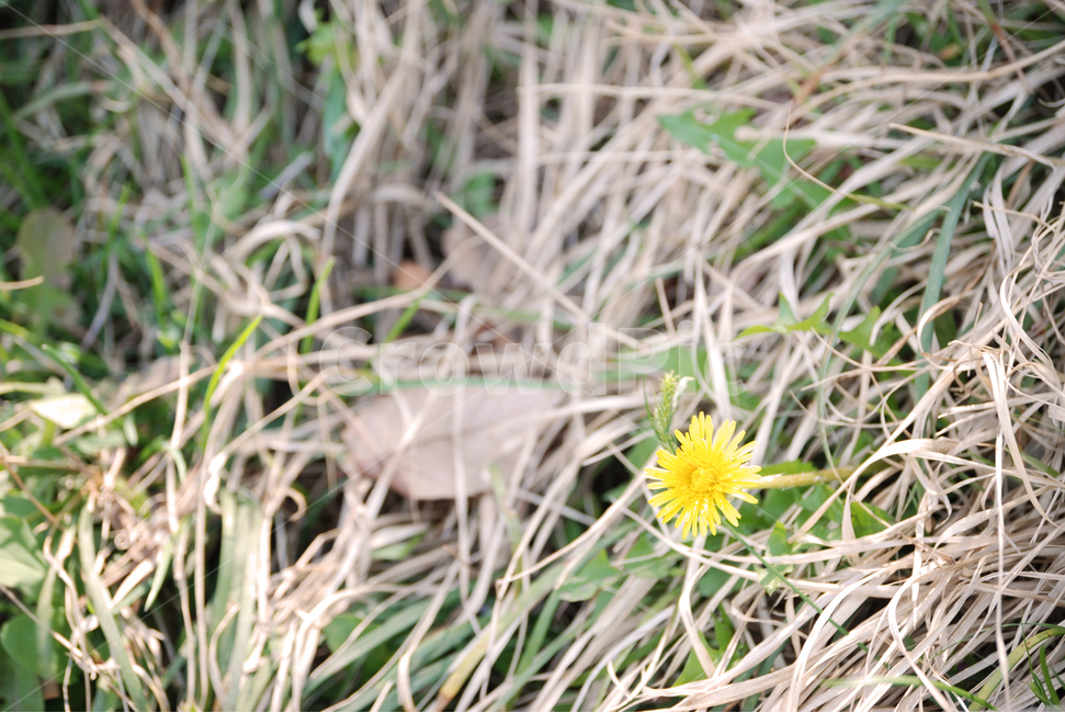 꽃,민들레,봄,잔디,한송이,공원,flower,spring,season,grass,노랑,yellow,dandellion,식물,자연,plants,nature,꽃,flower