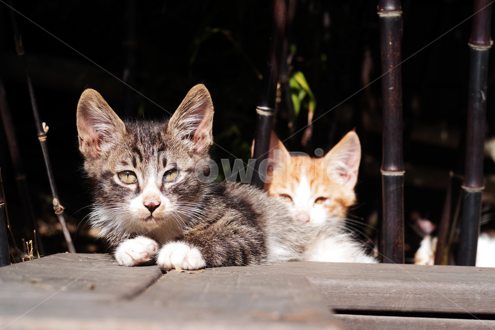 고양이,길고양이,길냥이,동물,자연,애완동물,cat,kitty,kitten,cute,animal,pet,동물,animal,포유류,mammal,고양이,cat,kitten,kitty